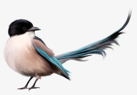 手绘精致雀鸟免抠