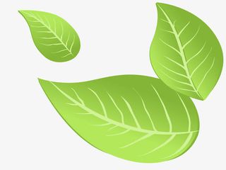 手绘春天绿色惊蛰绿叶小清新ai免抠