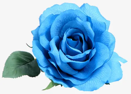 玫瑰花图片免抠 玫瑰花图片免抠