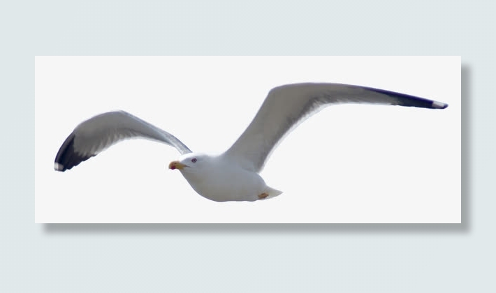 手绘虫鸟素材动物图片 海鸥免抠