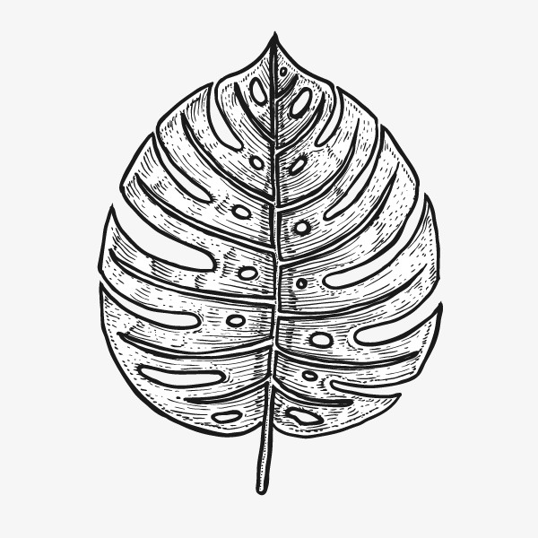 文艺清新花草海报设计装饰黑白花免抠