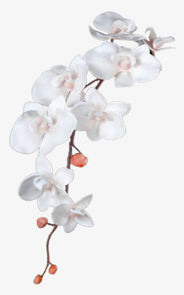 梅花 高清 png素材免抠