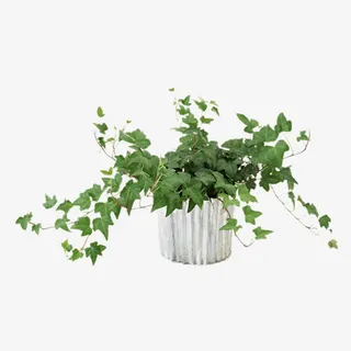 常青藤盆栽免抠