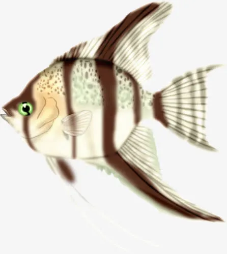 褐纹白鱼免抠