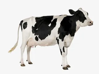 卡通抬头的牛抠图免抠