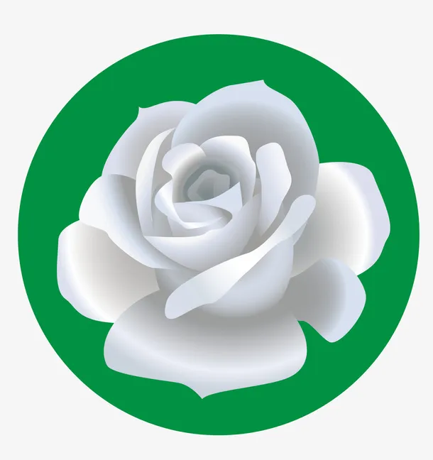 白色玫瑰花免抠