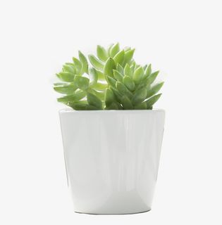 一瓶绿色的多肉植物免抠