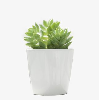 一瓶绿色的多肉植物免抠