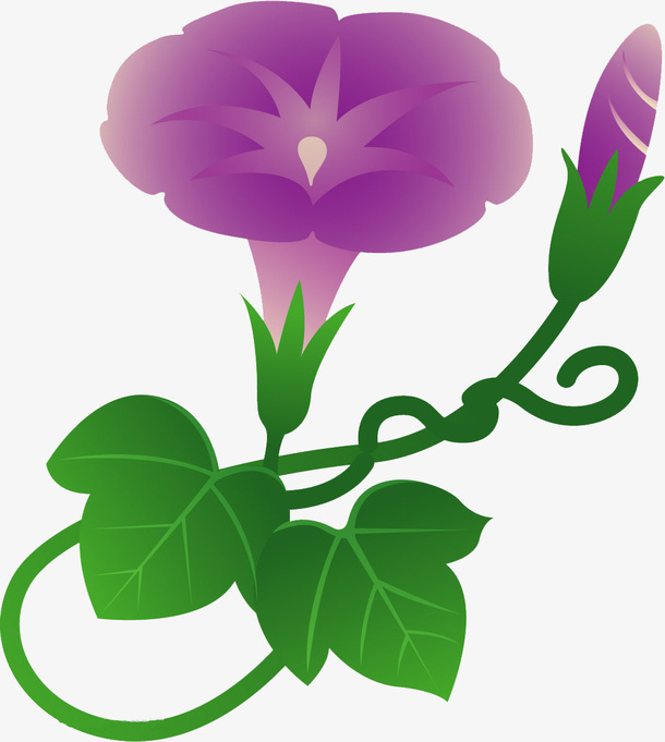 紫色卡通牵牛花植物免抠