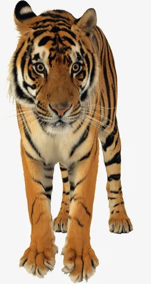 瞪大眼睛的猛虎免抠