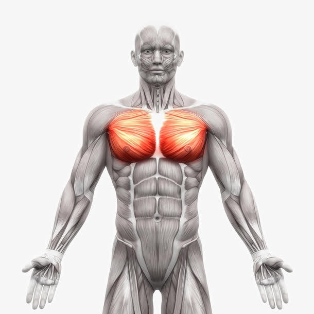 人体肌肉组织分布免抠