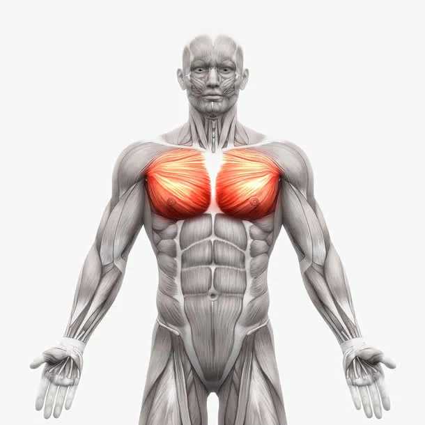 人体肌肉组织分布免抠
