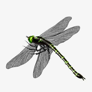 装饰图案 蜻蜓免抠