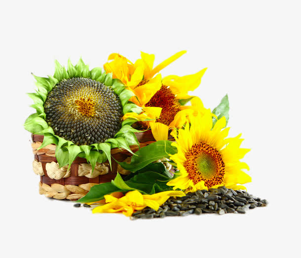 高清葵花免抠
