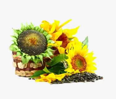 高清葵花免抠 高清葵花免抠