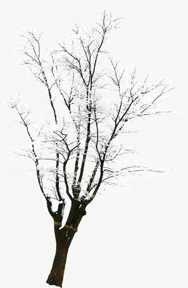 高清白色雪花树枝免抠
