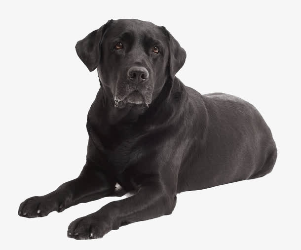 黑色拉布拉多犬免抠
