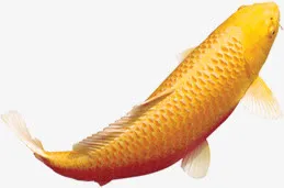 金鳞鲤鱼素材游动中秋免抠