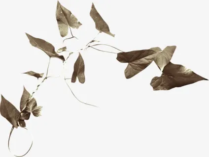 枯叶免抠