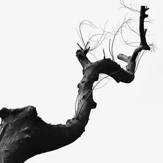 灰色的枯树免抠