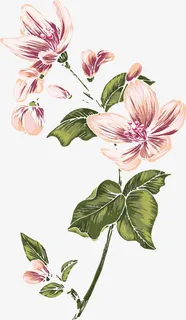 手绘花纹花儿免抠