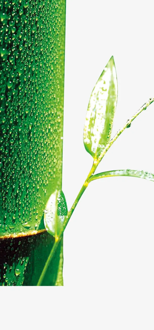 谷雨竹子免抠