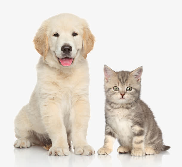 宠物猫与宠物狗免抠