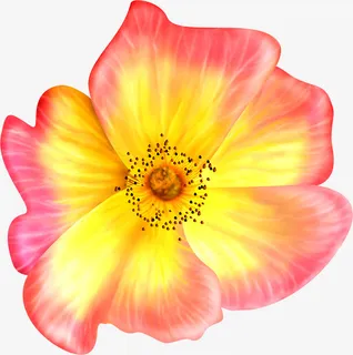 手绘粉色渐变春天花朵免抠