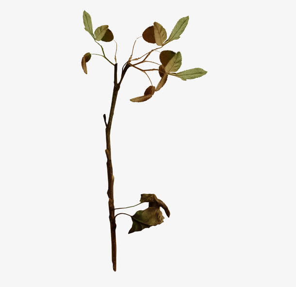 树枝枯叶免抠