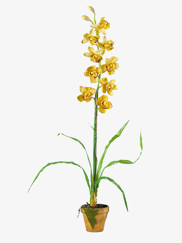 树枝免抠