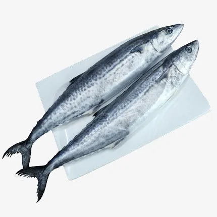 新鲜野生鲜嫩小鲅鱼免抠