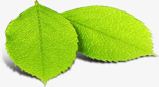 绿色春天春姿树叶装饰免抠