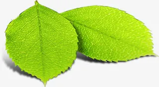 绿色春天春姿树叶装饰免抠