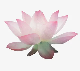 粉色荷花盛开免抠