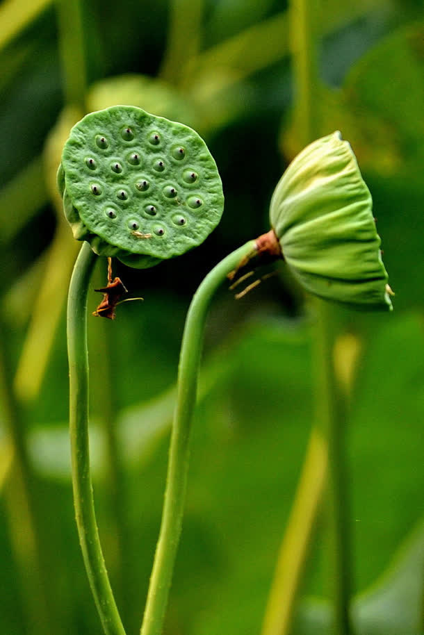 绿色荷花高清大屏免抠