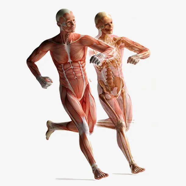 透明不规则图形人体设计素材免抠