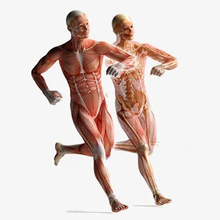 透明不规则图形人体设计素材免抠