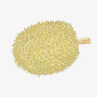 彩铅手绘黄色榴莲插画免抠