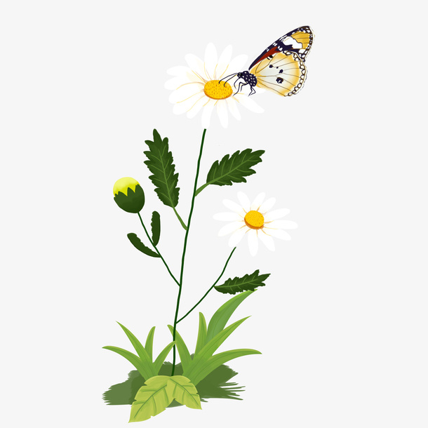 春天的雏菊和蝴蝶免抠