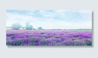 唯美紫色薰衣草背景高清