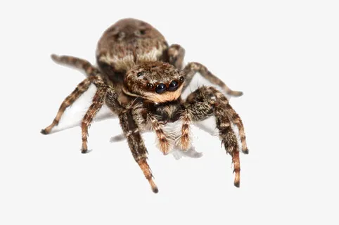 毛蜘蛛图片免抠