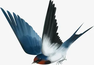 飞禽鸟类翅膀小鸟雀类免抠