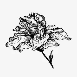 手绘花卉创意矢量免抠