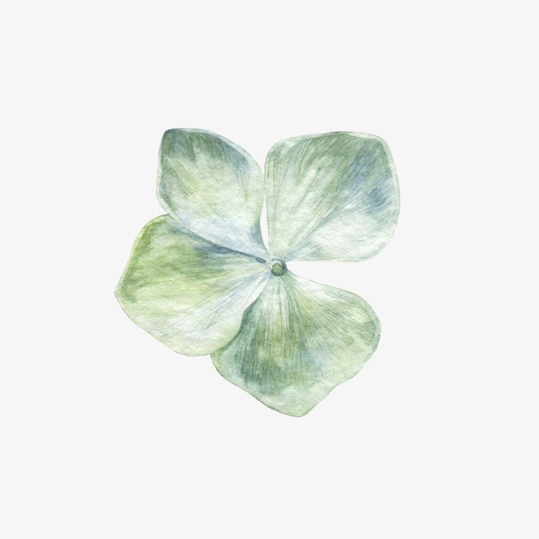 绿色四叶花免抠