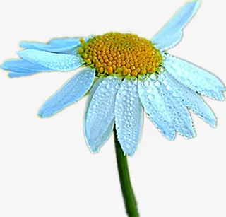 美丽的白菊花免抠