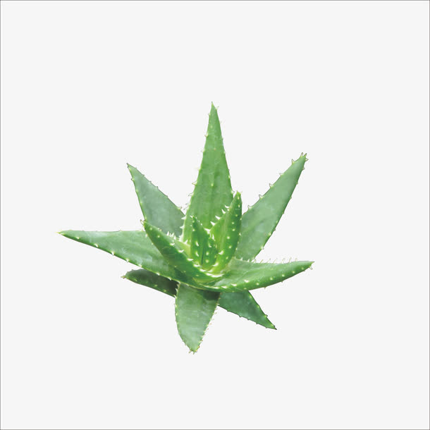 芦荟免抠