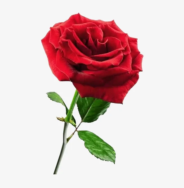 红色玫瑰花免抠