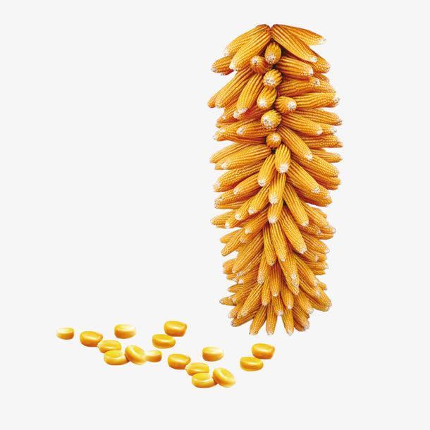 玉米素材免抠