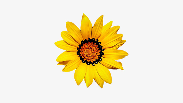 春天黄色向日葵花朵一朵花免抠