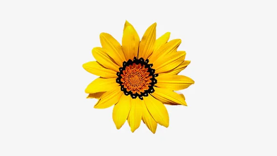 春天黄色向日葵花朵一朵花免抠